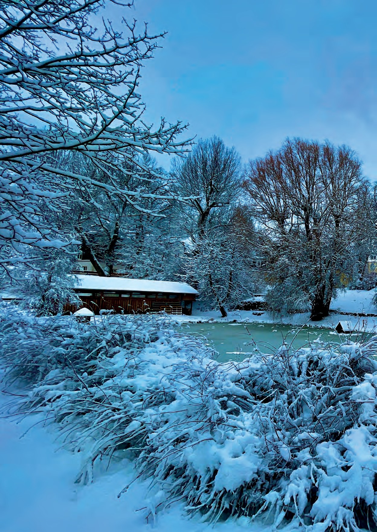 Der Schulteich im Winter: Schnee auf den Ufern und Sträuchern, dahinter verschneite Bäume und ein kleines Holzhaus mit weißem Dach unter blauem Himmel.